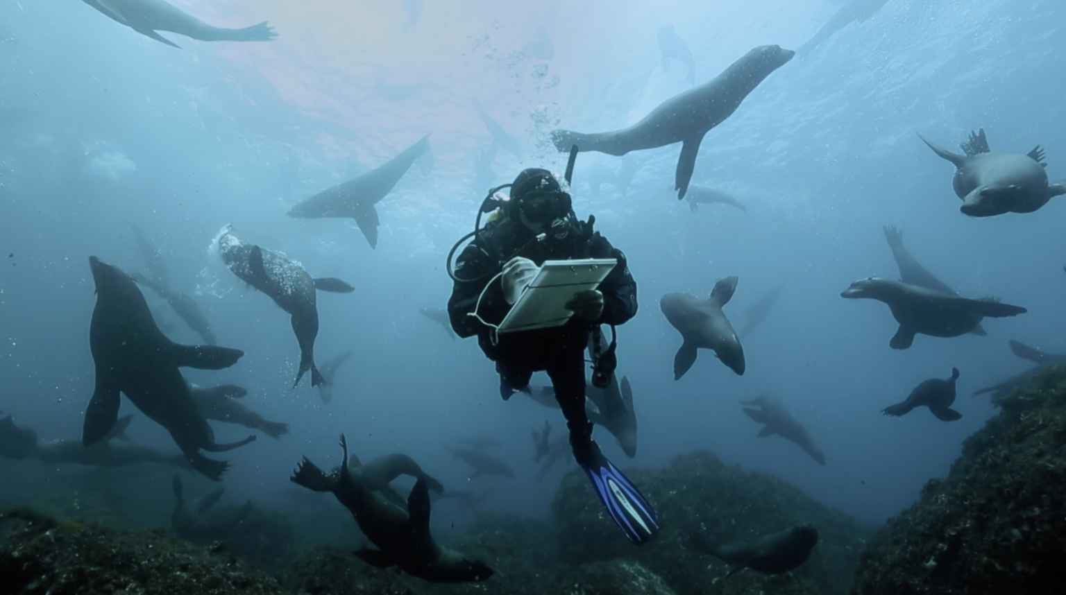 NTV y fundación Oceana celebran el mes del mar con programación especial